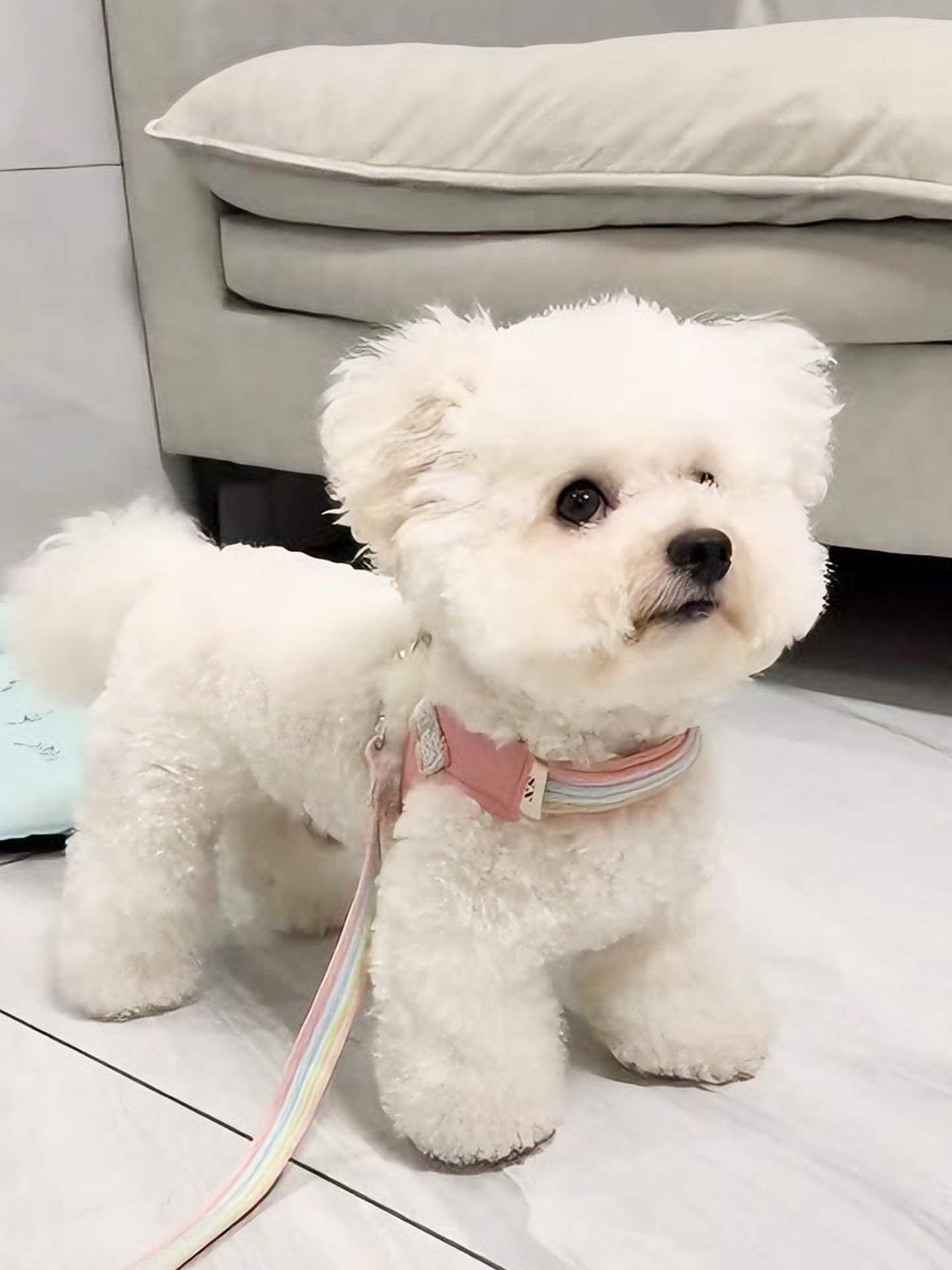 Cinturón de perro estilo pechera para perros pequeños y medianos — imagen 17