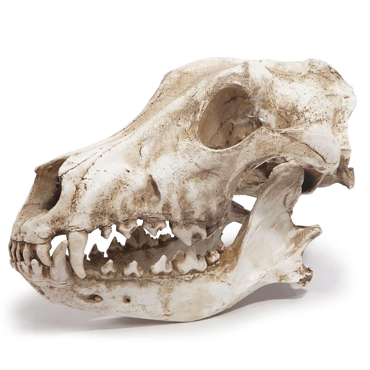 Ornamento de esqueleto de resina: cráneo de chacal y lobo — imagen 6