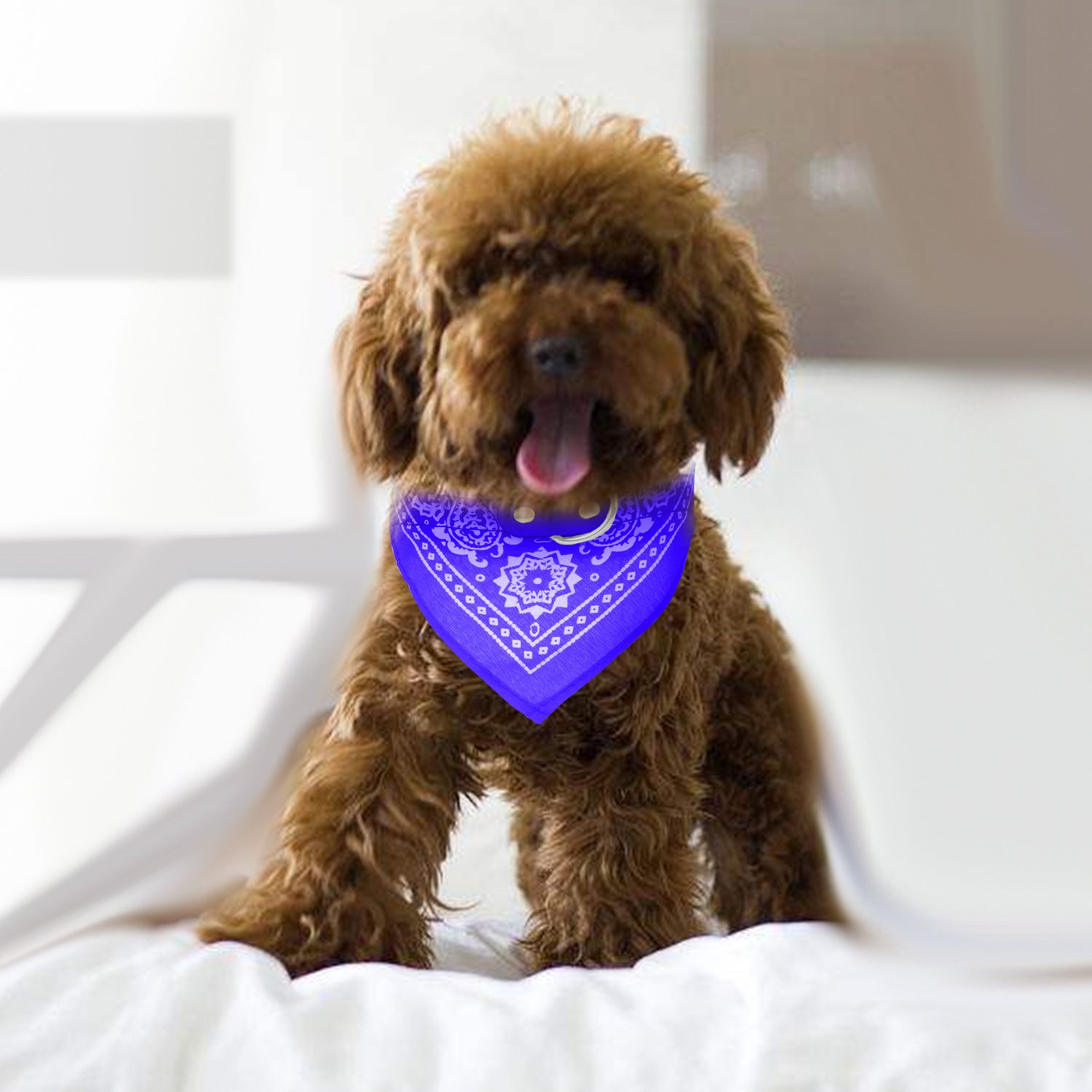 Collar de Piel Ajustable para Mascota con Pañoleta Triangular — imagen 5