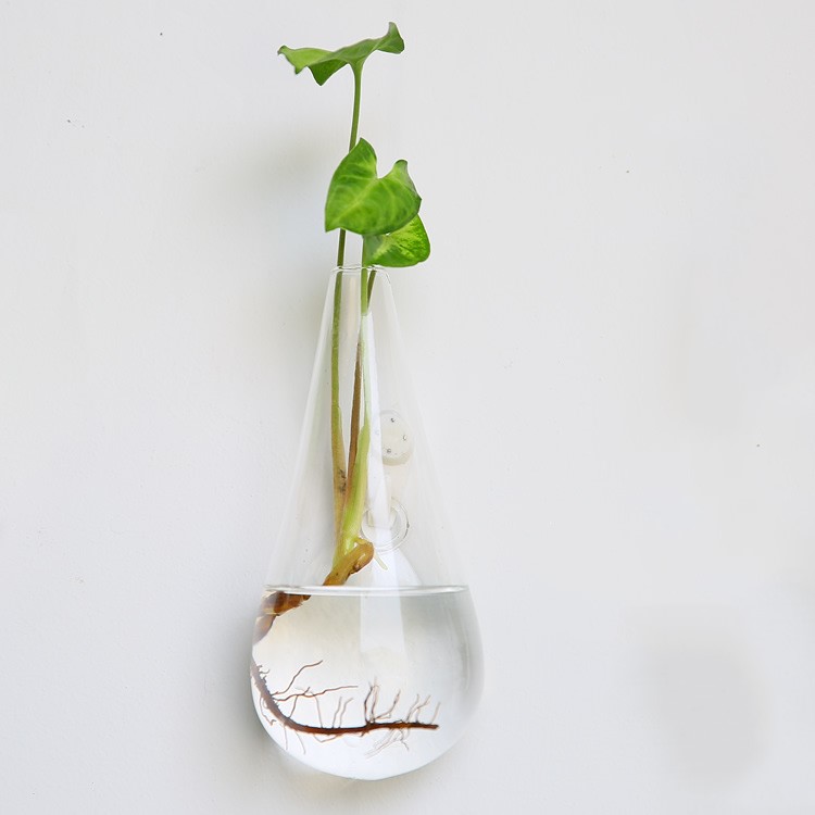 Vaso de Vidrio para Terrario Decorativo en Línea - Jardín Acuático para Hogar — imagen 50