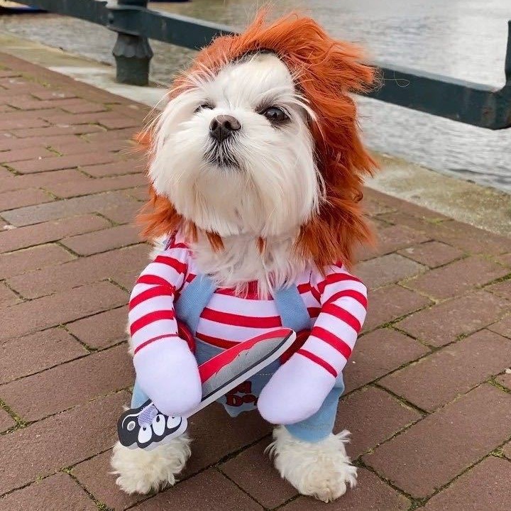Cuchillo de Halloween transformación divertida para perros pequeños y medianos — imagen 2