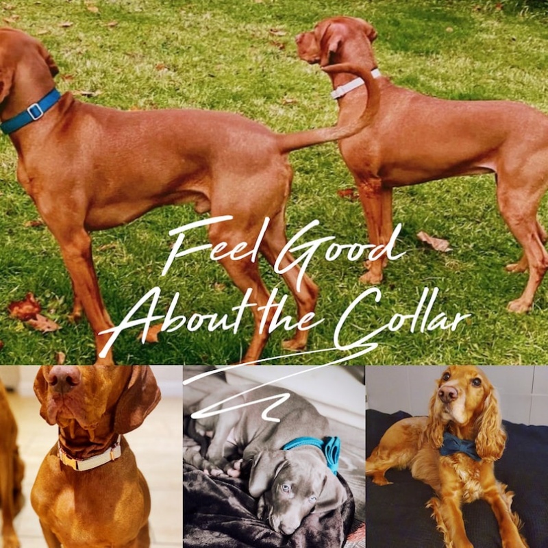Conjunto de Cuerda y Collar de Tela de Algodón con Broche Metálico y Lazo Personalizable para Perros en Varios Colores — imagen 16