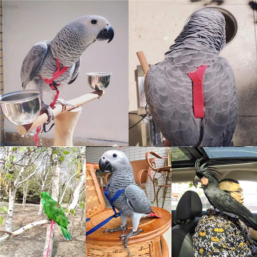 Parrot Flying With Flying Rope And Bird Harness — image 5