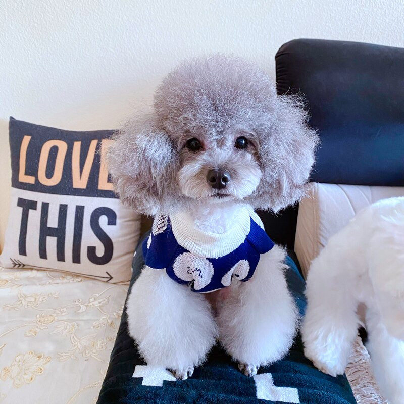 Teddy/Bichon/Maltese Winter Warm Sweater - Cute Fruit-Print Knit — image 3