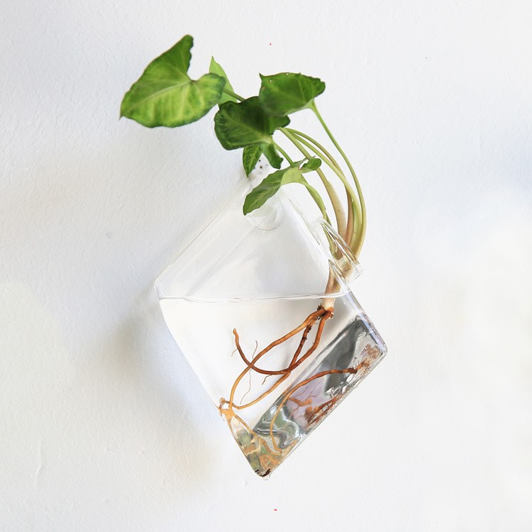 Vaso de Vidrio para Terrario Decorativo en Línea - Jardín Acuático para Hogar — imagen 24