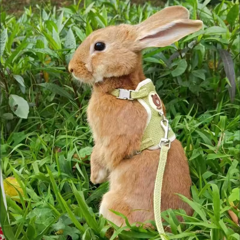 Set de arnés y correa para conejos: accesorios divertidos para caminatas al aire libre con mascotas — imagen 1