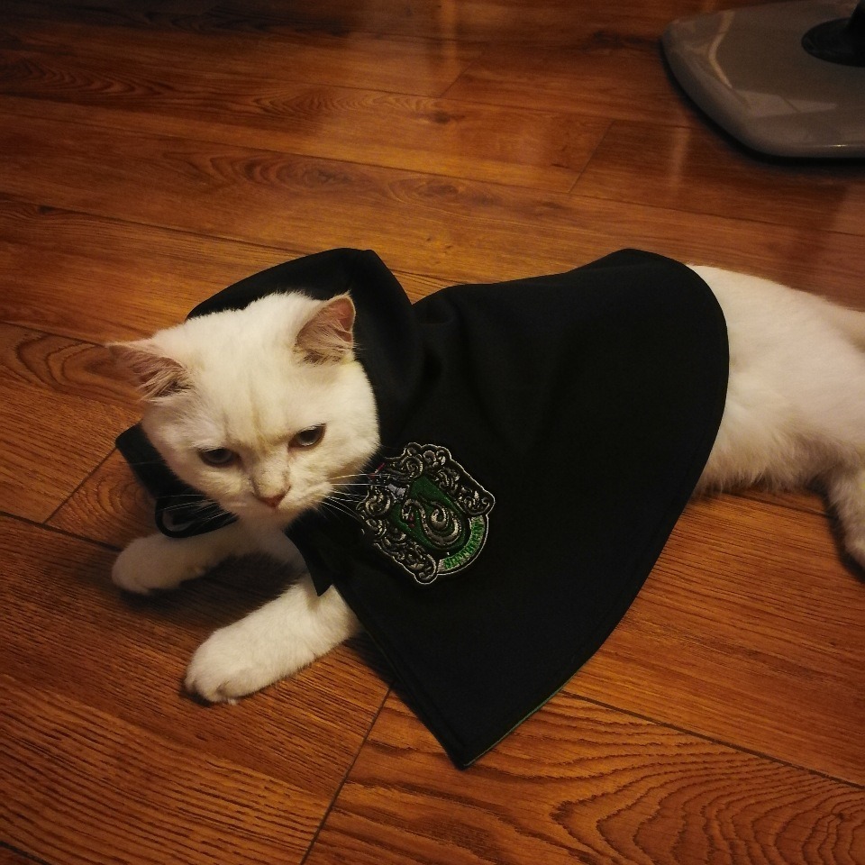 Disfraz de manto para mascotas, decoración de Halloween — imagen 4