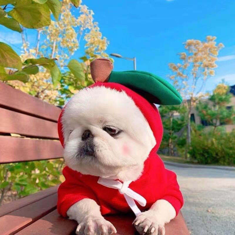 Cute Fruit Dog Clothes For Small Dogs Hoodies Winter Warm Fleece Pet Clothing Puppy Cat Costume Coat For French Chihuahua Outfit — image 14