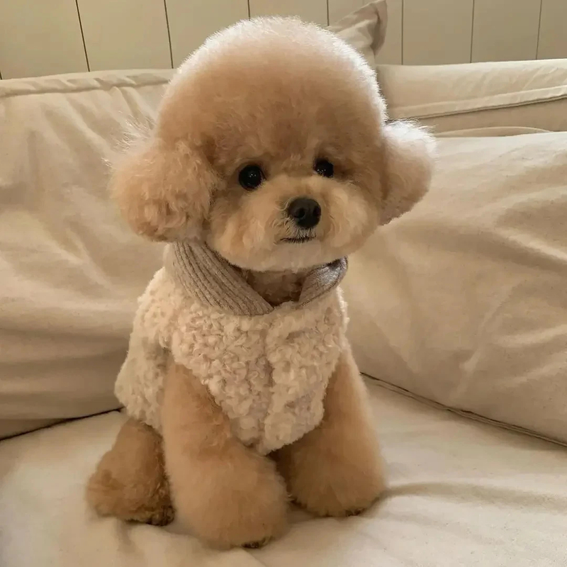 Pet Two-legged with Hat Coat Fashion Design Small Medium Dog Winter Warm Costumes Puppy Pet Cotton Clothes Chihuahua Vest — image 4