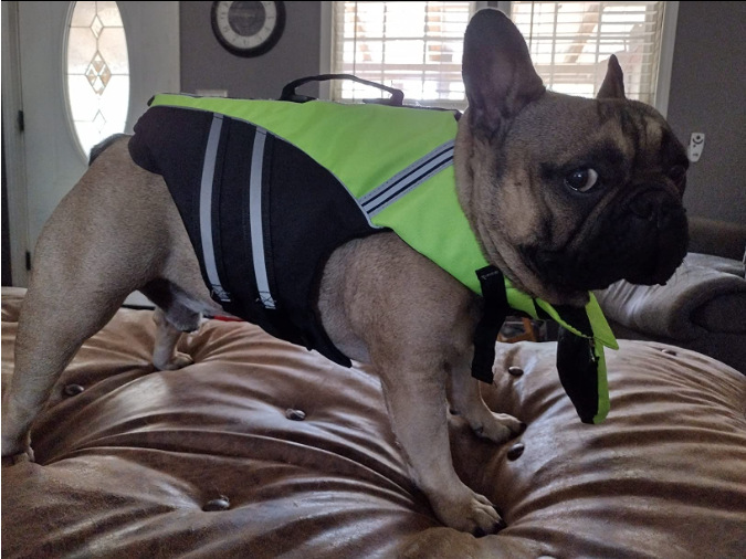 Professional Pet Life Vest Swimming Clothes Dog Outdoor Supplies Large Dog Buoyancy Swimsuit — image 21