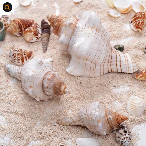 2 caracolas grandes naturales, conchas marinas para acuario, decoración de bodas, fiestas con temática de playa y decoración del hogar — imagen 5