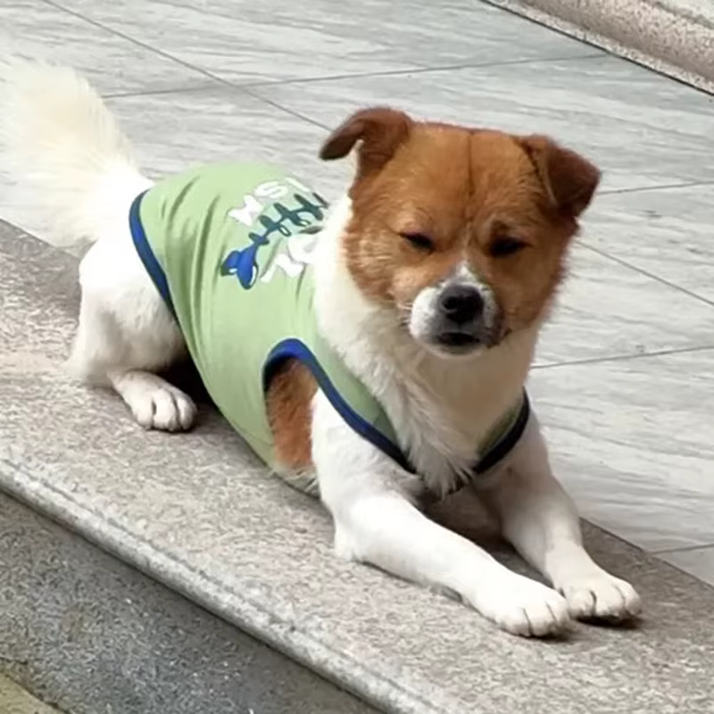 Vestido de algodón para perros y gatos pequeños con letra impresa para verano — imagen 6