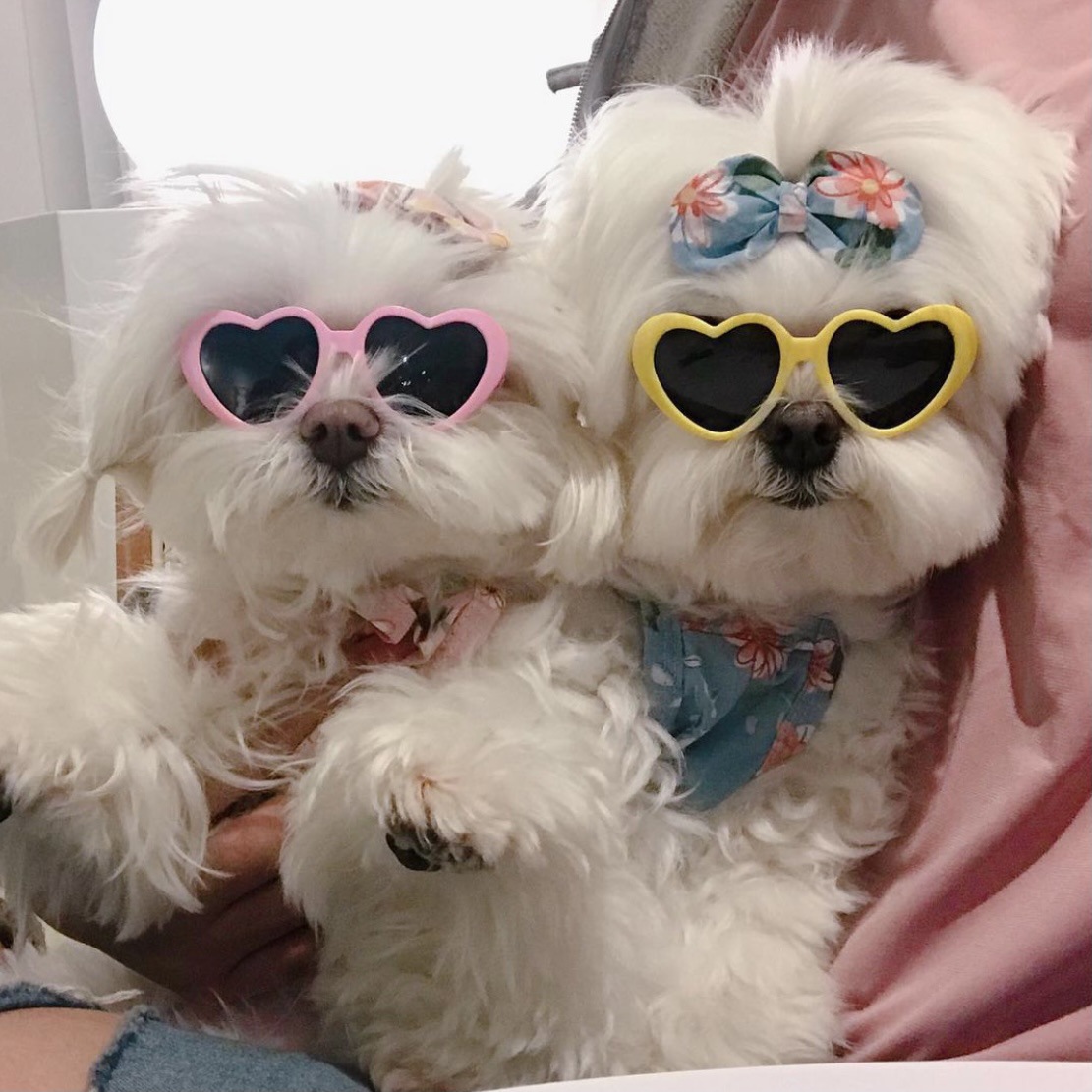 Creative Love Pet Dog Cat Creative Sunglasses Sun Glasses with Accessories Photo — image 1