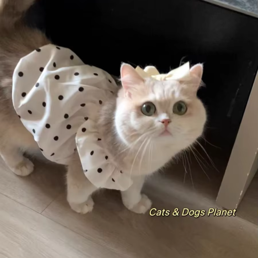 Camiseta clásica con puntos de polka para mascotas, vestido anti-caspa para mascotas, oso de peluche, ropa para gatos y perros pequeños y medianos — imagen 6