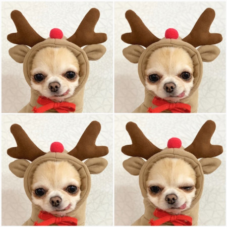 Cute Fruit Dog Clothes For Small Dogs Hoodies Winter Warm Fleece Pet Clothing Puppy Cat Costume Coat For French Chihuahua Outfit — image 5
