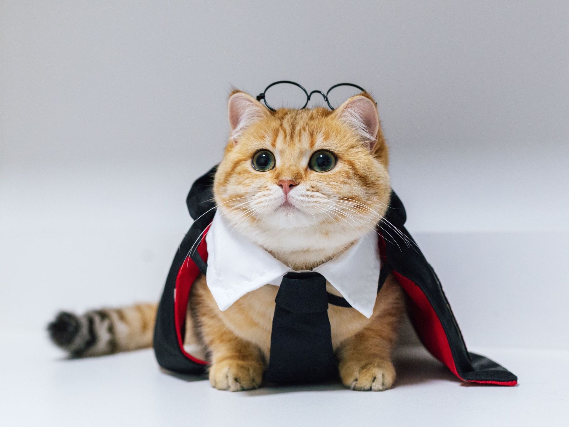 Disfraz de manto para mascotas, decoración de Halloween — imagen 11