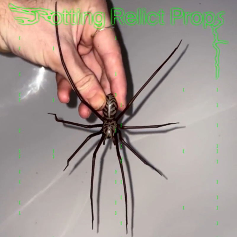 Plastic Spider as Decoration - Novelty Ornament — image 3