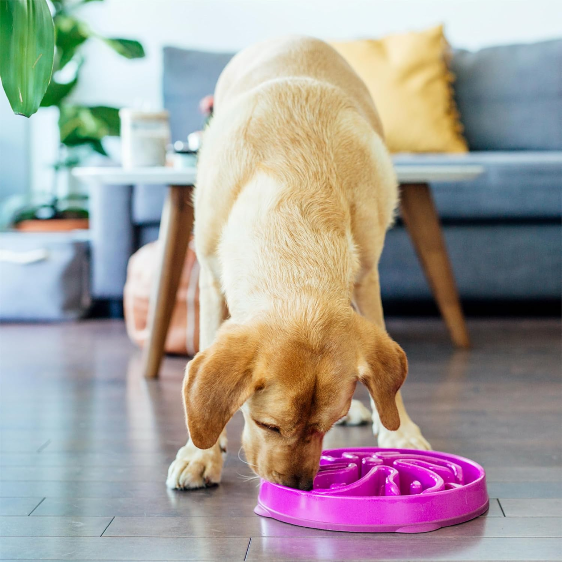 Hound Feeder Slo Bowl Large 4 Cup Capacity, Slow Feeding, Medium To Large Dogs, Non Slip, Purple, Flower Pattern — image 4