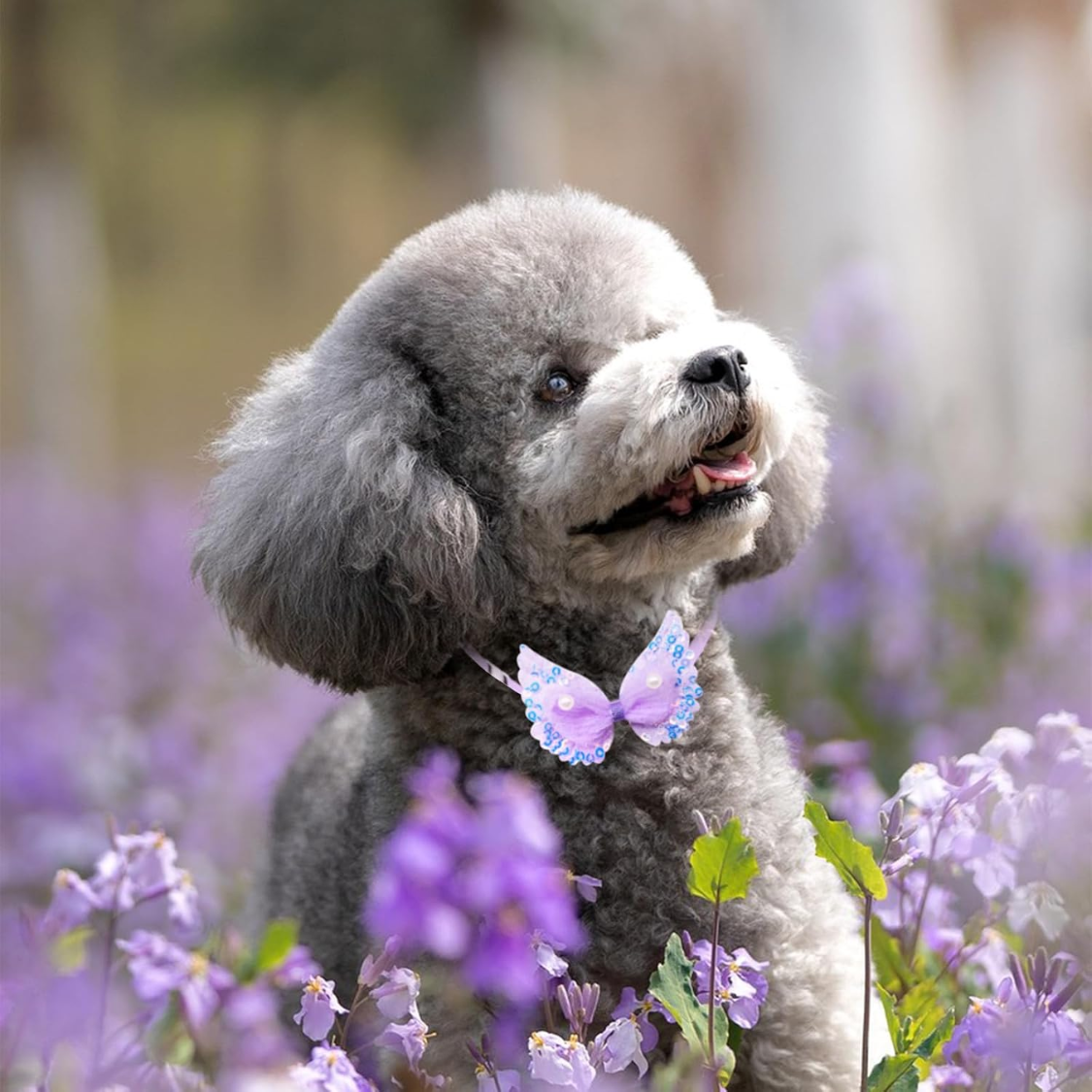 20 Piezas de Collares Lindos para Perros, Accesorio de Aseo para Cachorros y Gatos de Raza Pequeña — imagen 3