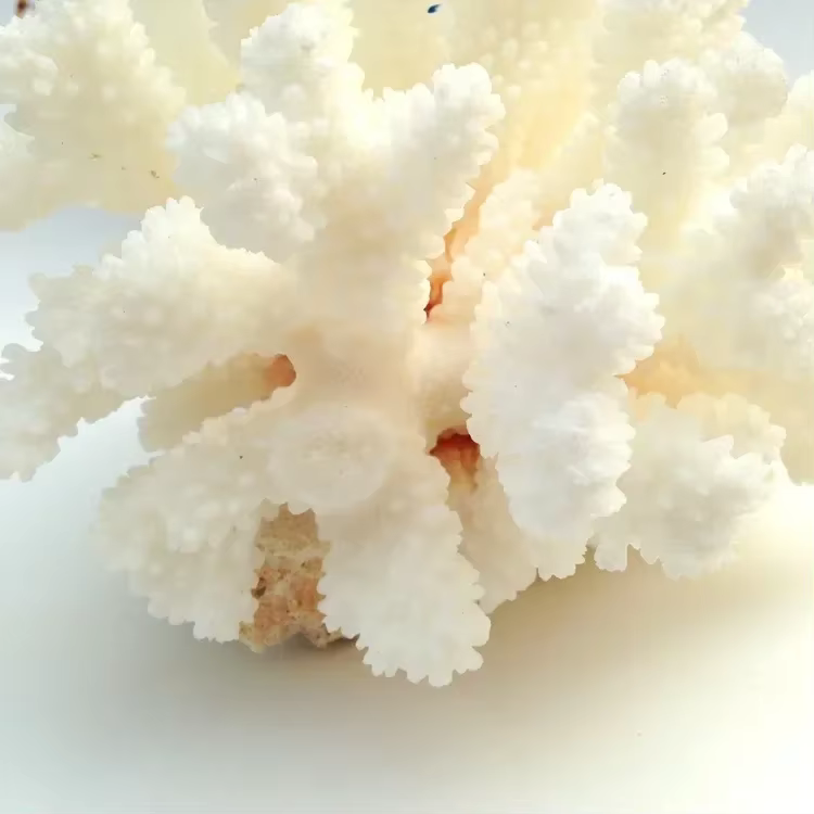 10-12 Coral Natural 100% para Decoración de Acuario, Decoración para Peces, Ornamentos de Paisajismo para Acuario, Decoración del Hogar — imagen 4