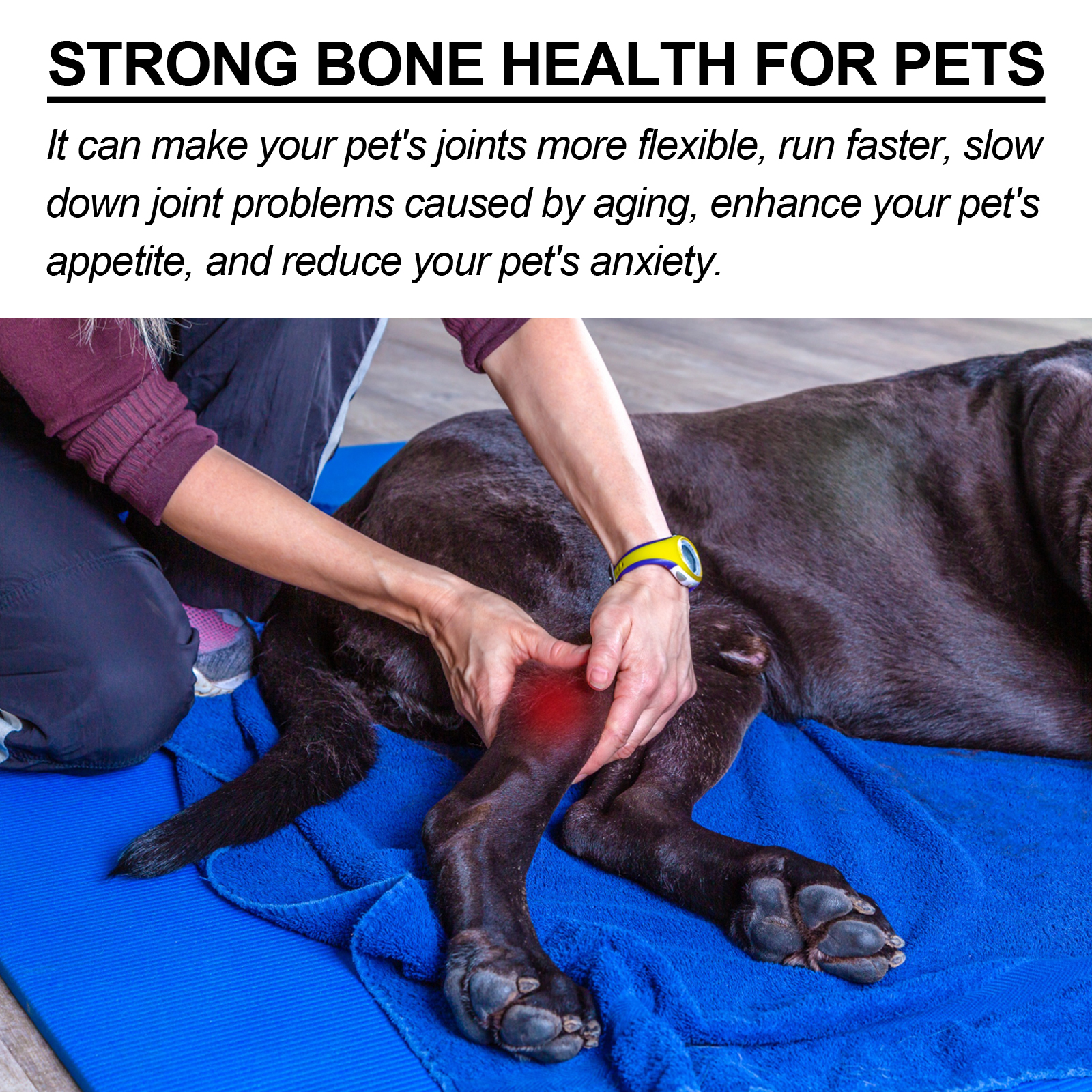 Bee Pet Joint Repair Spray, Joint Support Supplement For Dogs & Cats, Relief Joint Swelling & Discomfort, Improve Mobility — image 3