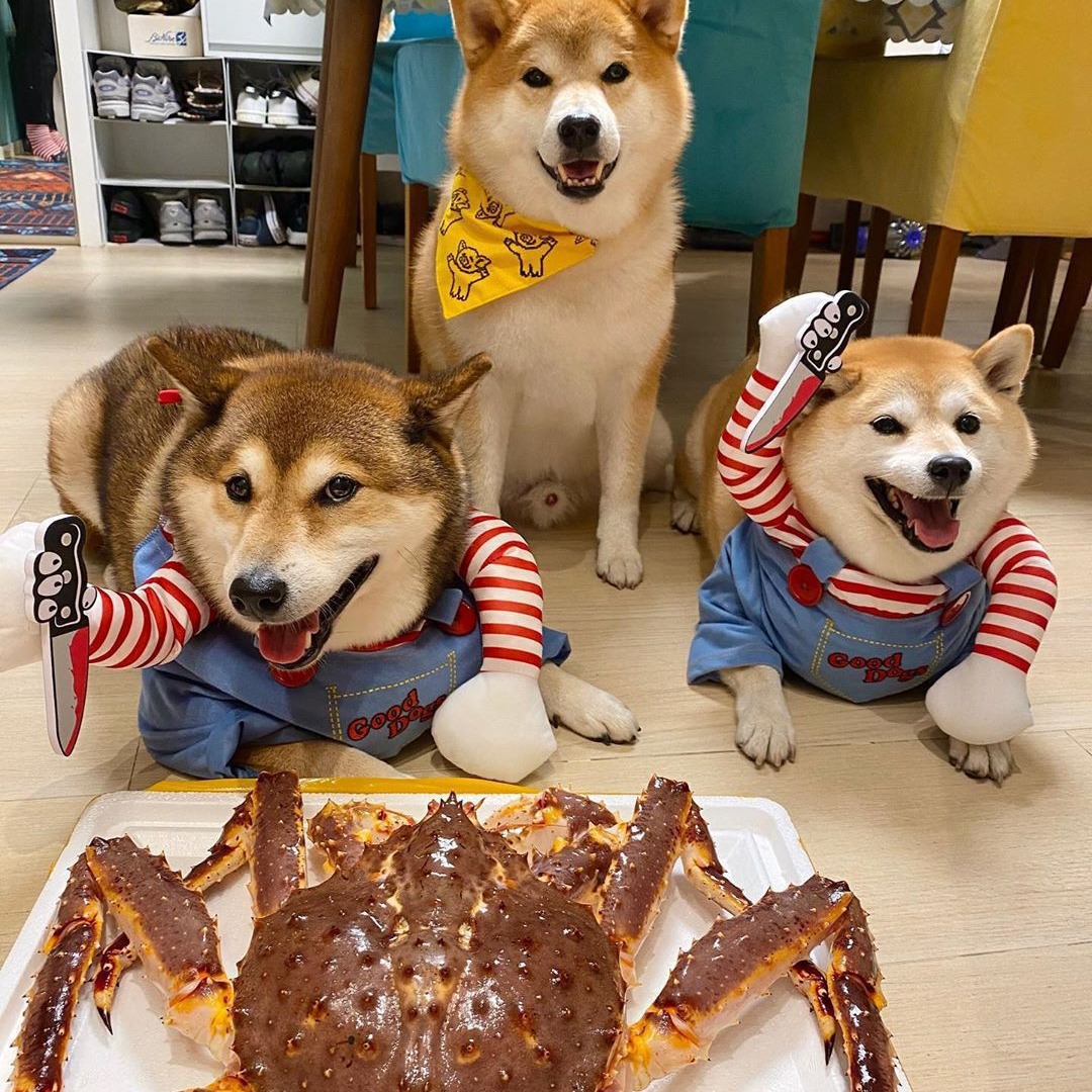 Cuchillo de Halloween transformación divertida para perros pequeños y medianos — imagen 3