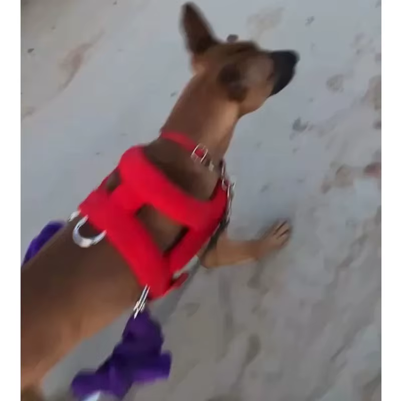 Arnés de Entrenamiento para Perros con Doble Cierre Metálico Duradero para Tira y Fortalecimiento Muscular Arnes para Bulldogos y Trabajo Canino Medio y Grande — imagen 2