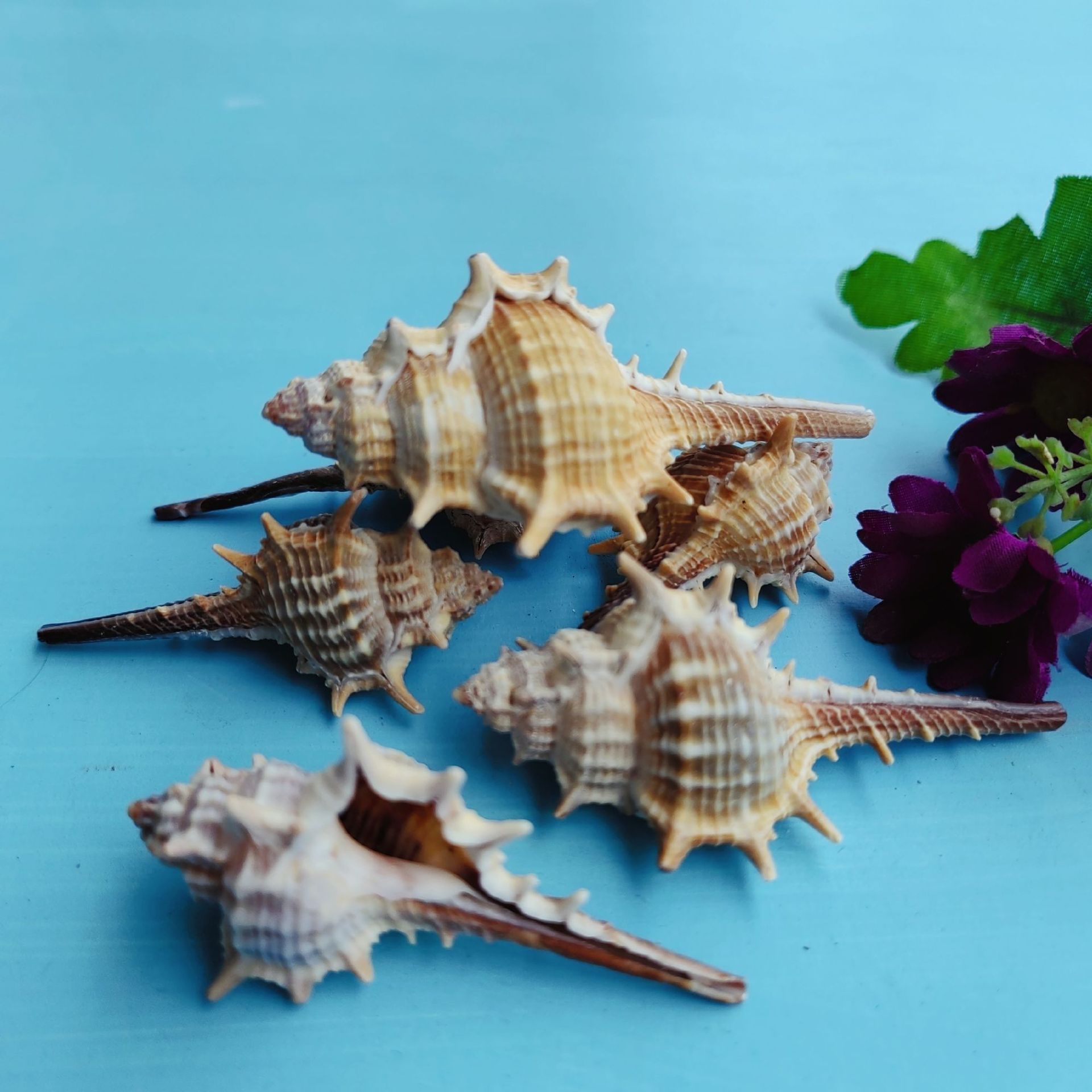 Concha de Mar Natural 5-9cm Decoración para Acuario Pequeño Paisaje Micro — imagen 2