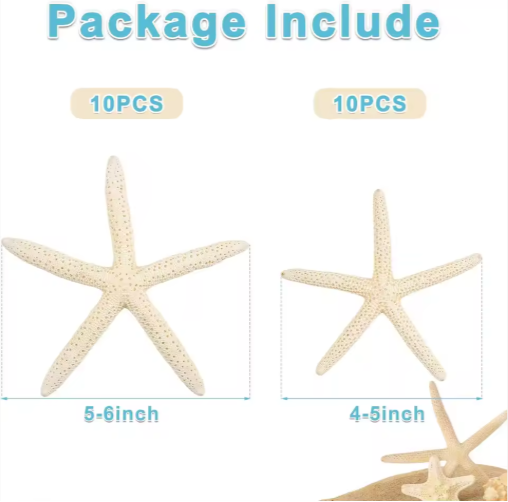 20 Piezas de Estrellas de Mar Naturales al por Mayor de 2-4 y 4-6 Pulgadas, para Manualidades, Bodas, Decoración de Playa y Adornos para Árbol de Navidad — imagen 5