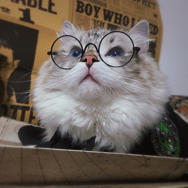 Disfraz de manto para mascotas, decoración de Halloween — imagen 8