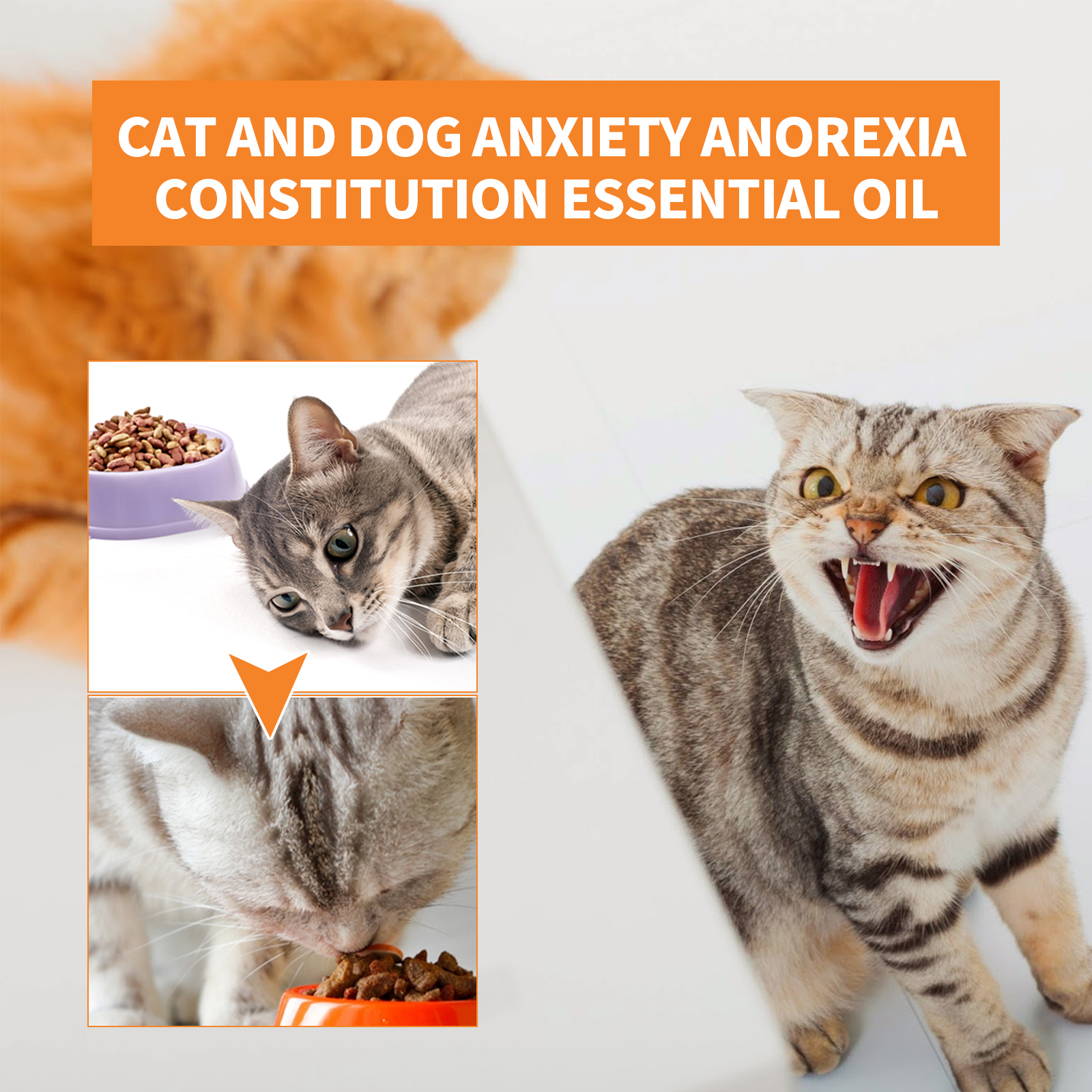 Aceite de Hemp para Calmar Mascotas - Alivio Natural de Ansiedad para Perros y Gatos, Mejora el Apetito y Salud Animal, 30ml — imagen 4