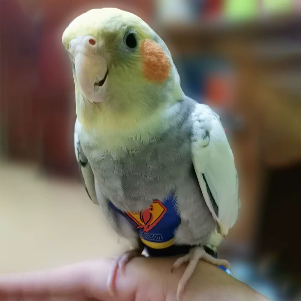For Parakeet Cockatiel Pigeons Cloth Pet Accessories Birds Flight Suit Parrot Diaper Parrot Urine Pants Birds Clothes — image 2