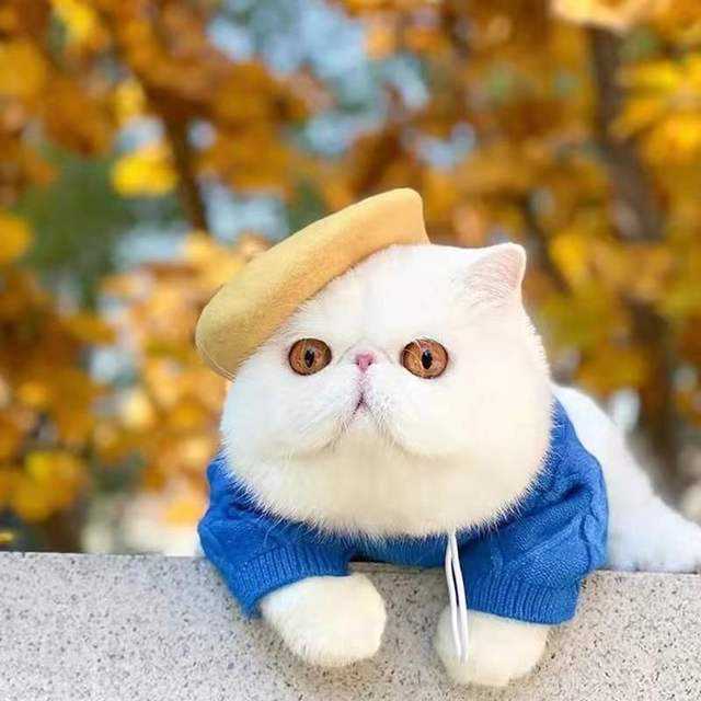 Ins Solid Color Wool Beret Mini Decorative Funny Pet Hat for Dog 1 buyer — image 1