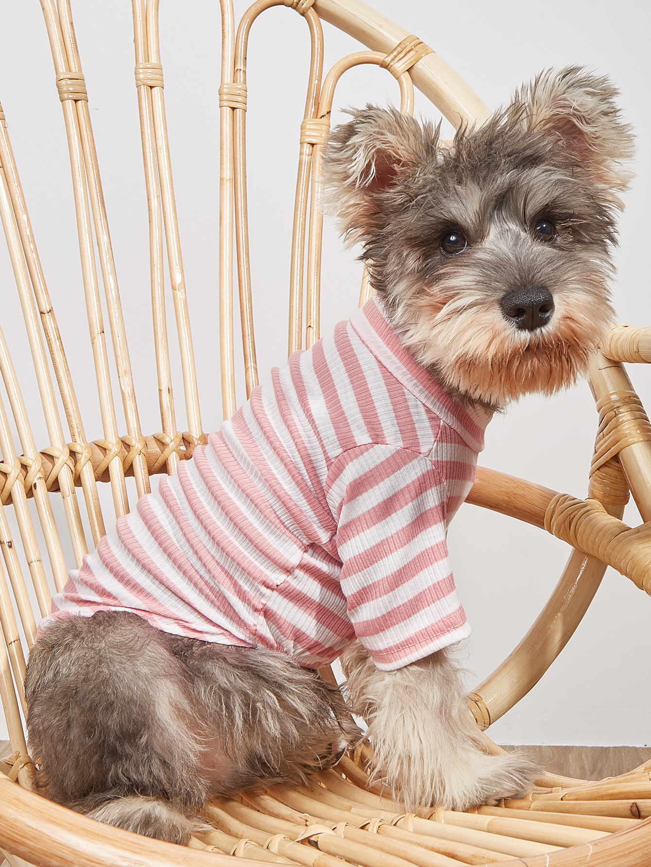 Ropa de Mascotas Nueva con Estampados de Rayas para Primavera y Verano, Camiseta Corte Adornado para Pomeranian, Vestimenta VIP para Perros Pequeños — imagen 1