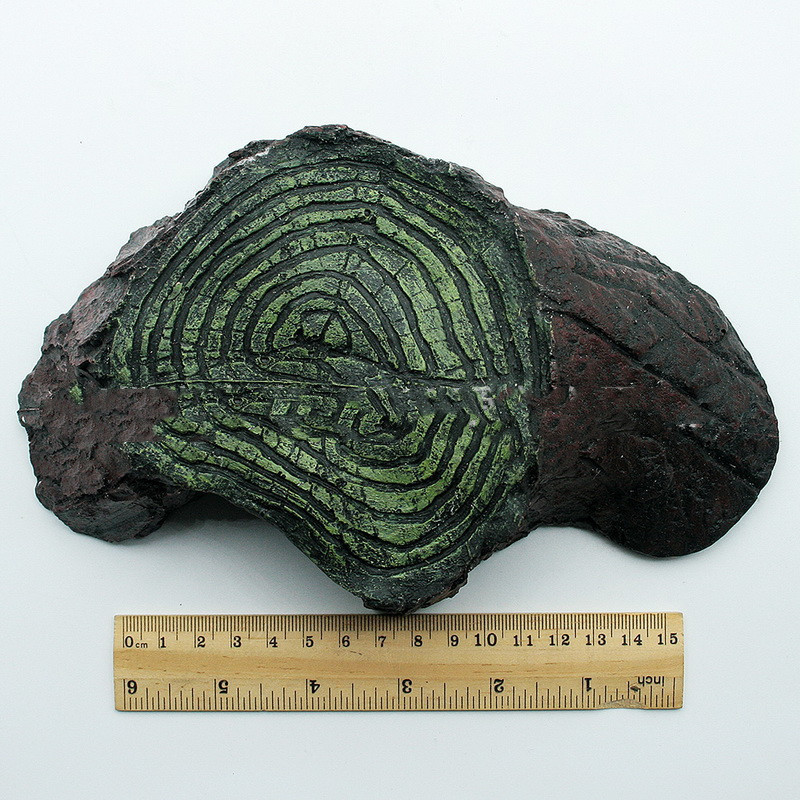 Suministros de Reptiles Rocalla para Balcony — imagen 1