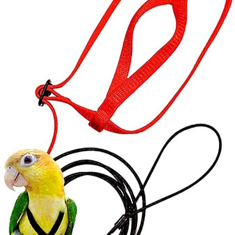 Parrot Flying With Flying Rope And Bird Harness — image 3