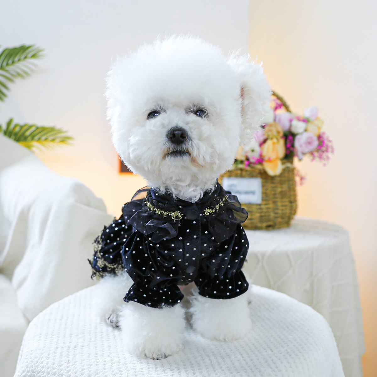 Pet Clothes Spring Autumn Small Dog Puppy Dark Black Festival Party Atmosphere Black Gold Dress Skirt — image 4