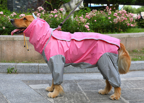 Raincoat Big Dog Golden Retriever Dog Satsuma Border Collie Medium And Large Dogs Full Package Four Feet Pet Waterproof Big Dog Clothes — image 5