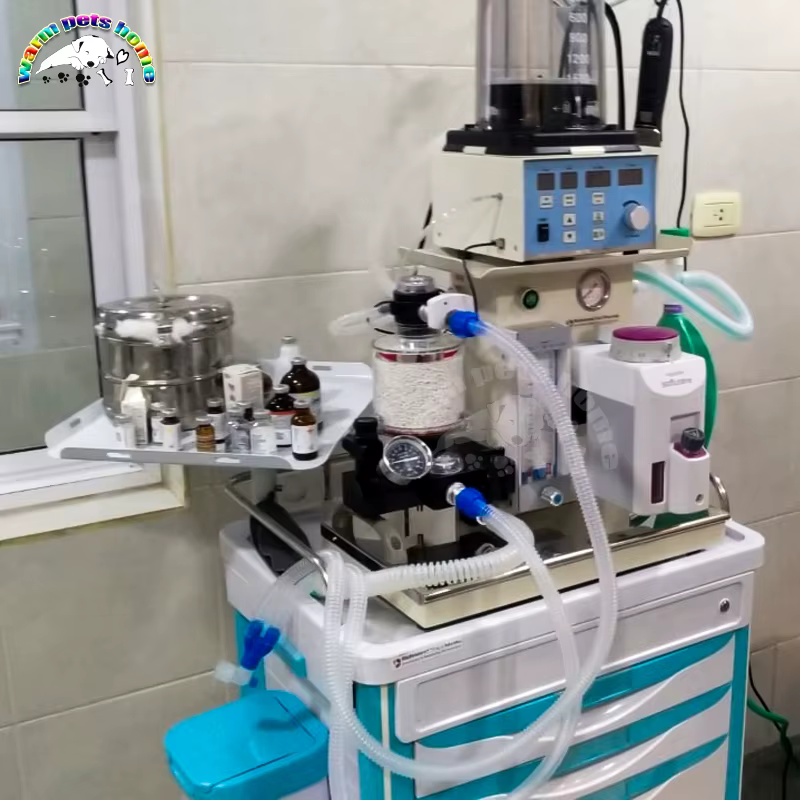 Veterinary Respiratory Anesthesia Ventilator Machine for Animals Dog Cat Vet Hospital Equipment — image 4