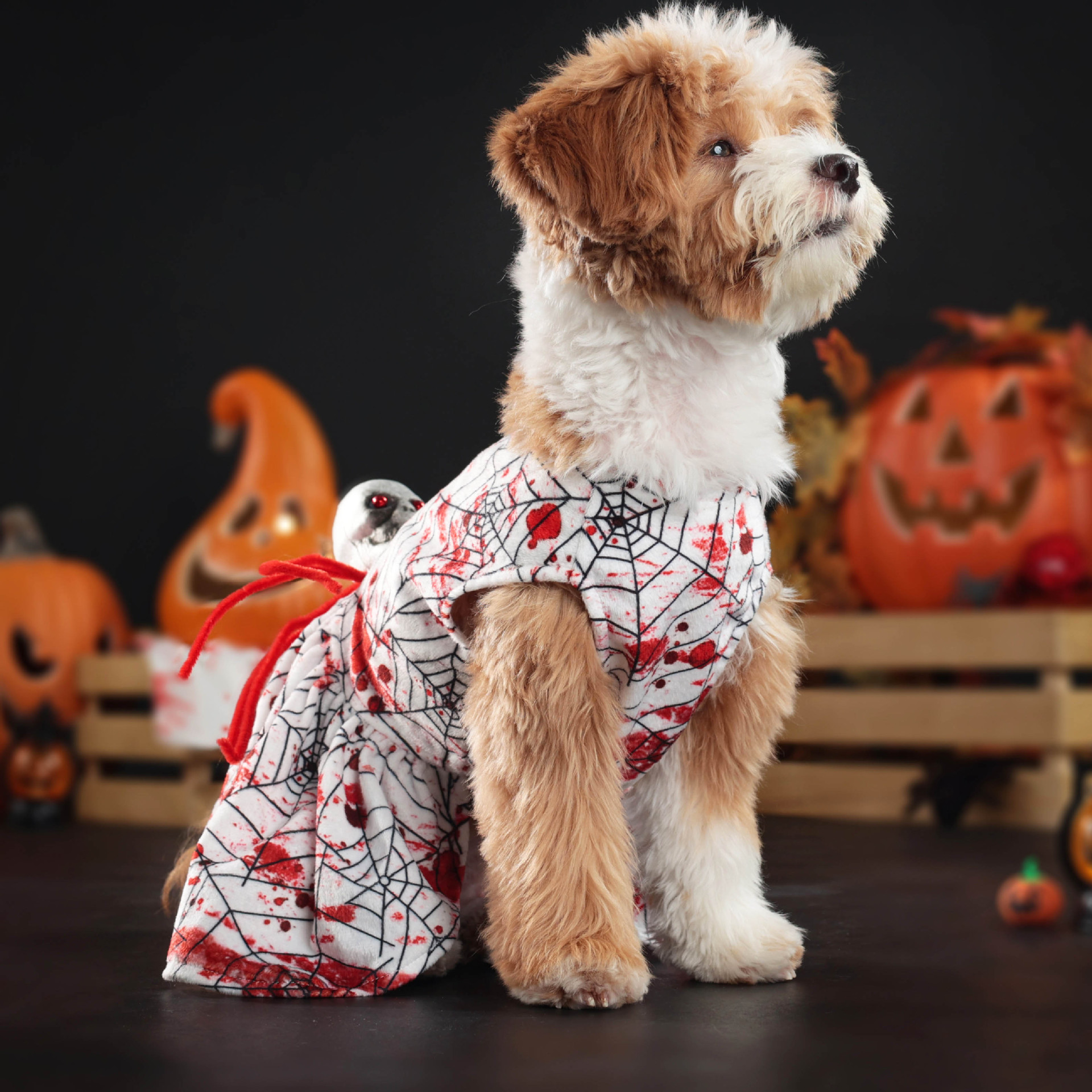 Disfraz de Halloween para Perros: Ropa de Cuatro Patas con Araña Sanguinaria Pequeño Tamaño — imagen 5