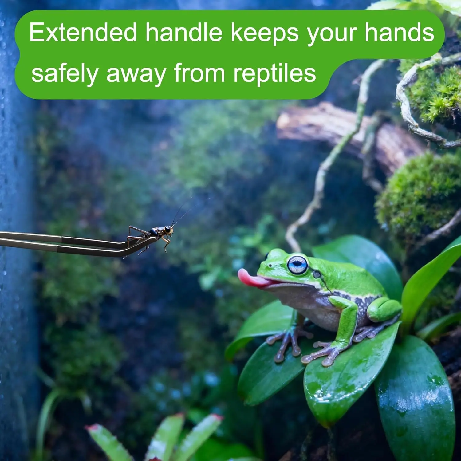2 Pcs Extra Long Stainless Steel Reptile Feeding Tongs 10.6 IN with Soft Rubber Tip – Straight & Curved Tweezers for Bearded Dragon, Tank Accessories, Lizards, Terrarium, Aquarium, Leopard Gecko — image 6