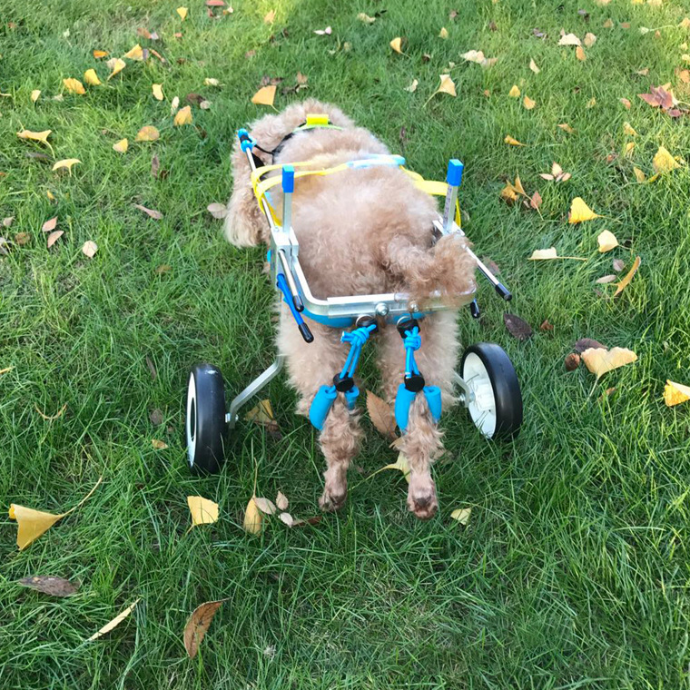 Silla para Perros - Carrito de Discapacidad para Mascotas — imagen 1