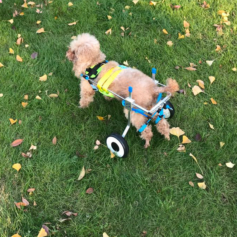 Silla para Perros - Carrito de Discapacidad para Mascotas — imagen 3