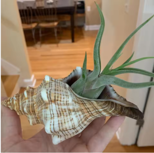 2 caracolas grandes naturales, conchas marinas para acuario, decoración de bodas, fiestas con temática de playa y decoración del hogar — imagen 1
