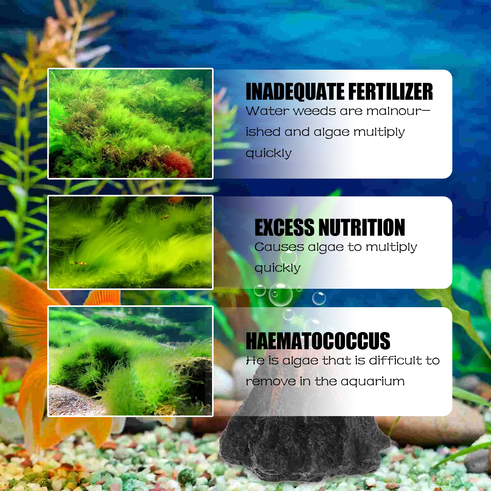 Dealgal Lichen, Aquarium Cleaning Agent Algae Removal Moss Fish Tank Moss Removal Agent Algae Removal From Green Water — image 6