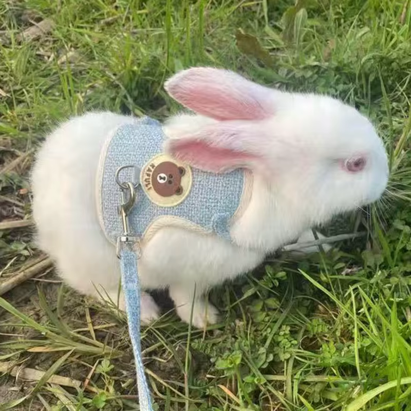 Set de arnés y correa para conejos: accesorios divertidos para caminatas al aire libre con mascotas — imagen 5