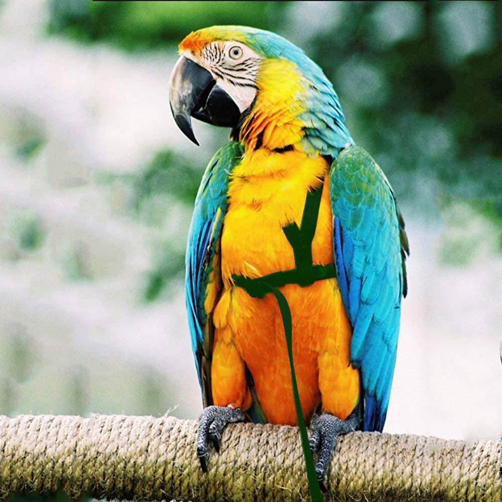 Parrot Flying With Flying Rope And Bird Harness — image 8