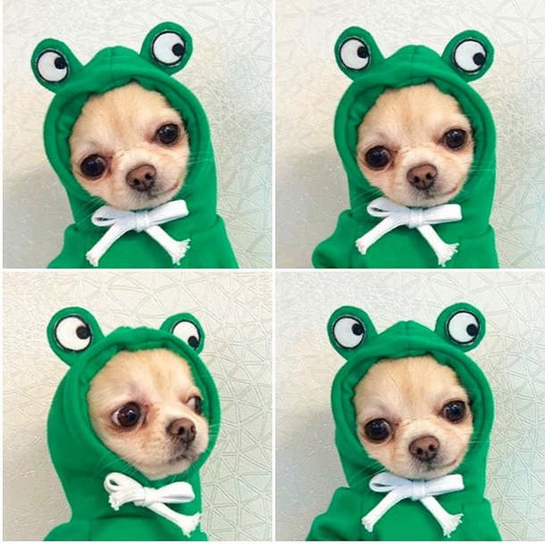 Cute Fruit Dog Clothes For Small Dogs Hoodies Winter Warm Fleece Pet Clothing Puppy Cat Costume Coat For French Chihuahua Outfit — image 6