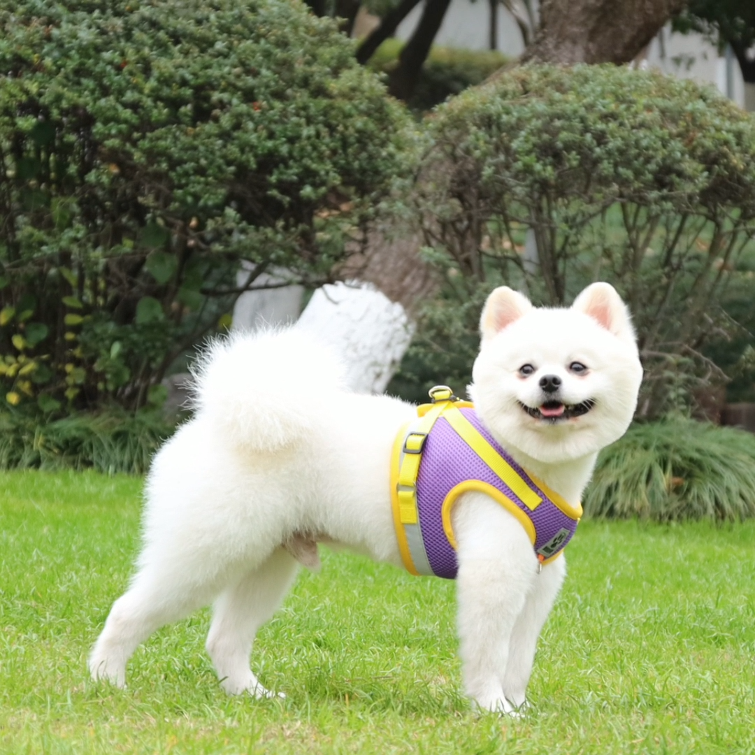 Cinturón de Perro con Brocado para Cuerpo de Pupira, Correa de Corduroy para Mascotas — imagen 9