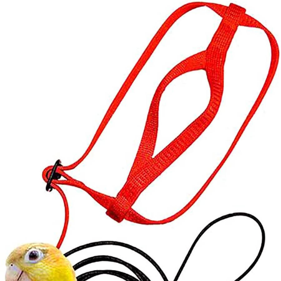 Parrot Flying With Flying Rope And Bird Harness — image 9